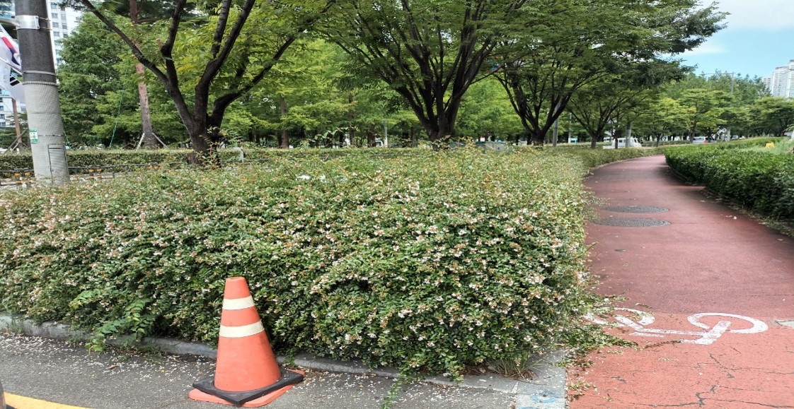 삼전교차로 부근 관목전정 전
