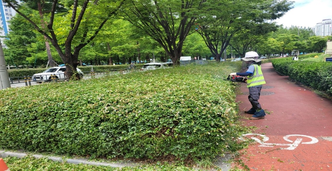 삼전교차로 부근 관목전정 중