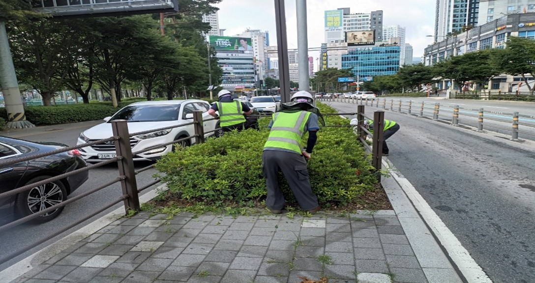 송상현광장-범내골 관목전정 중