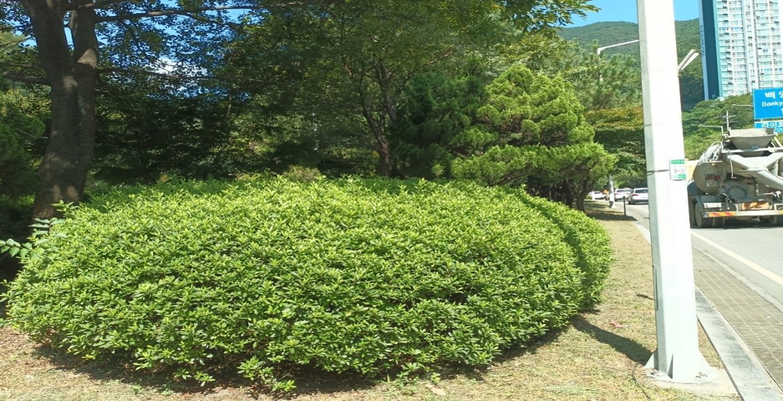 백양터널 관목전정 전