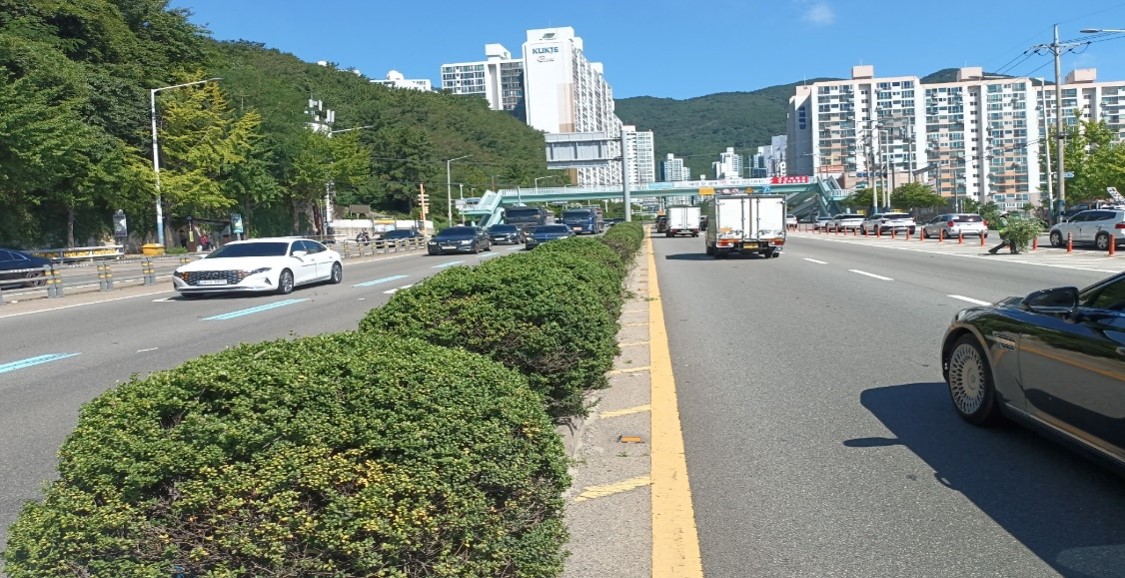 백양터널입구 관목전정 후