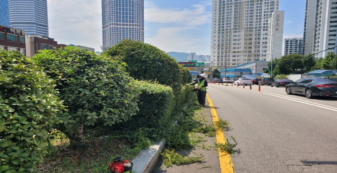 황령터널입구 관목전정 중