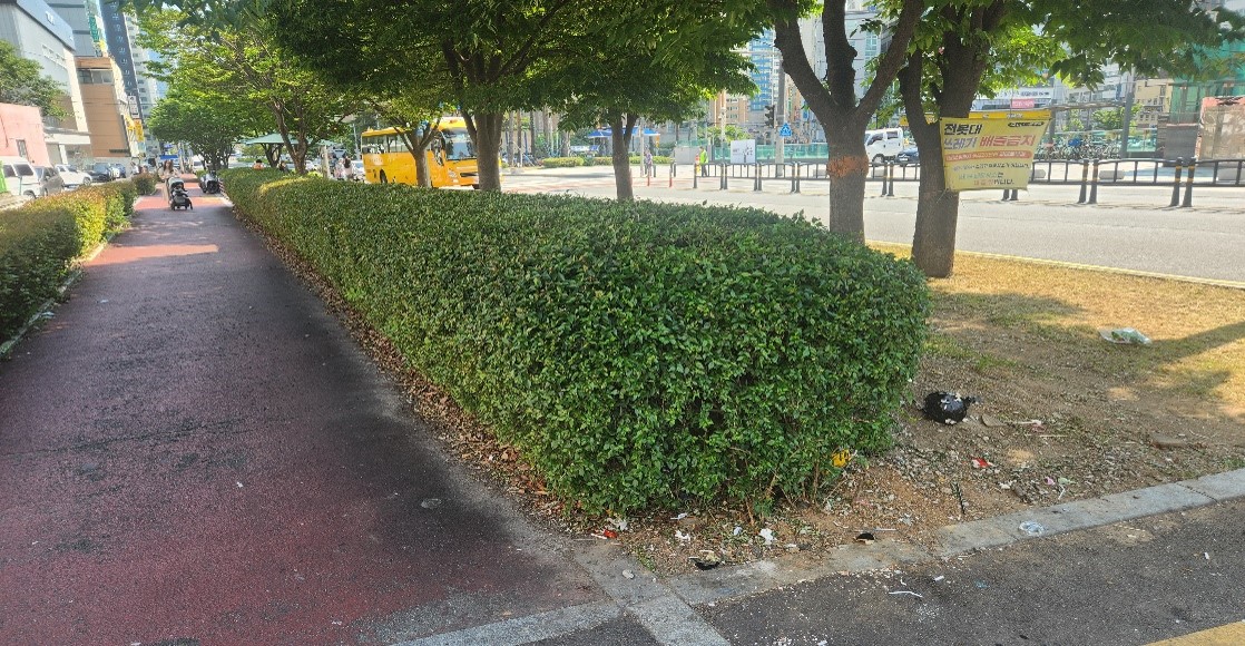 중앙대로 관목전정 후