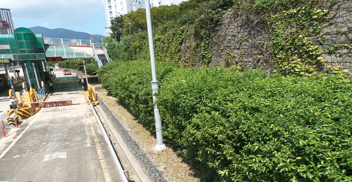 수정터널 관목전정 전1