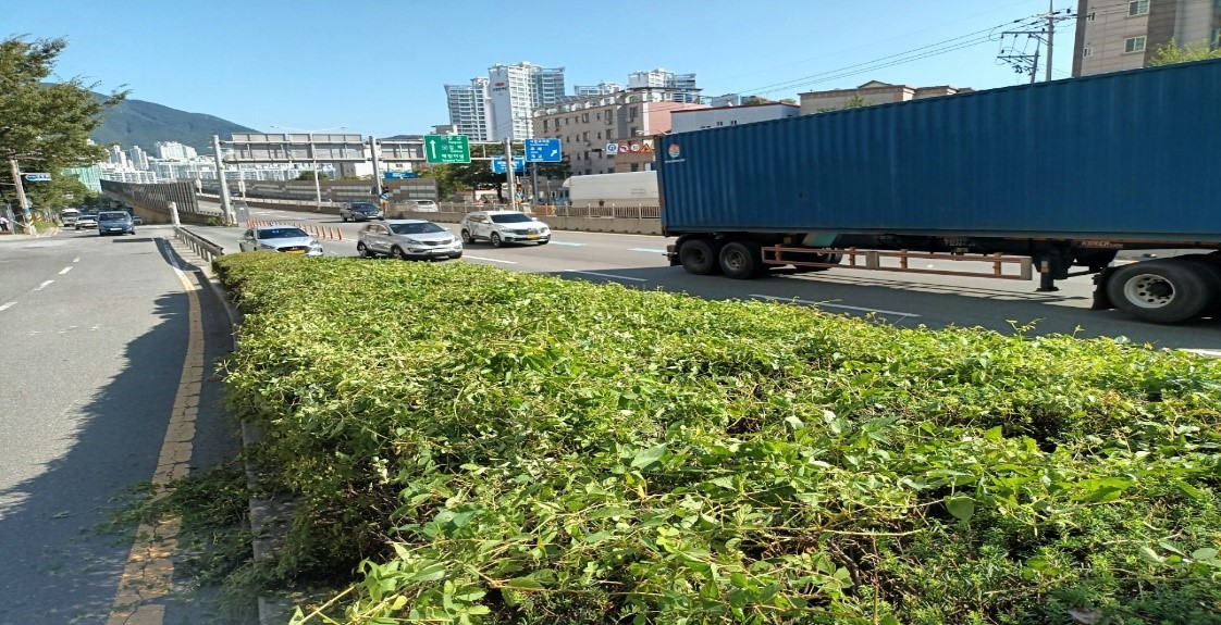 수정터널외곽 회차로 관목전정 전