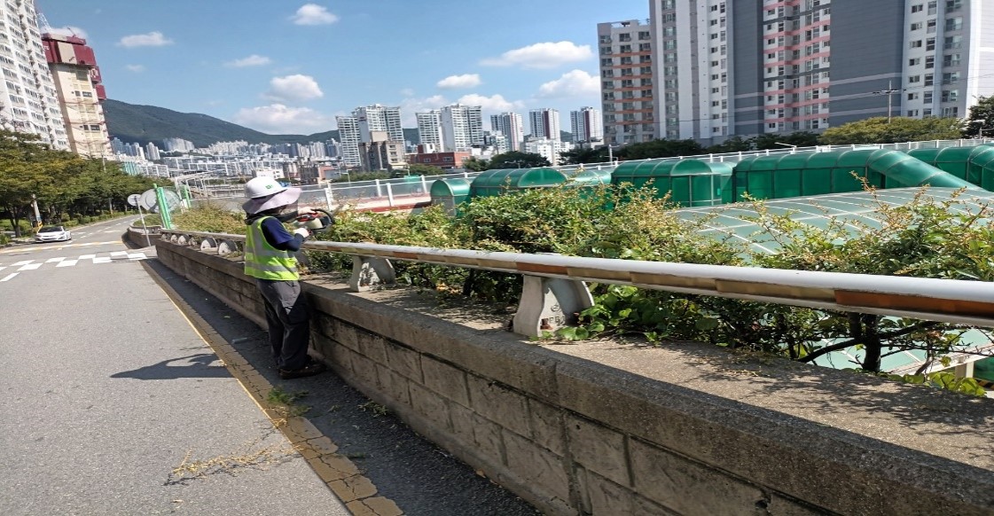 수정터널외곽 회차로 관목전정 중1