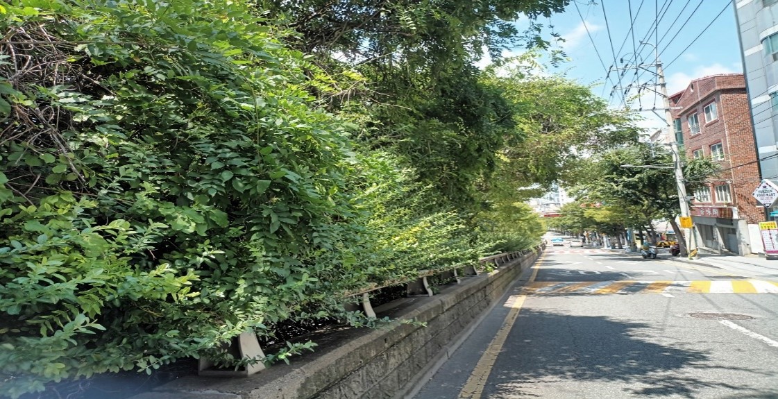 수정터널외곽 회차로 관목전정 전2