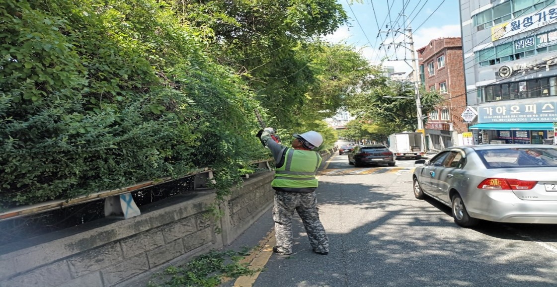수정터널외곽 회차로 관목전정 중2