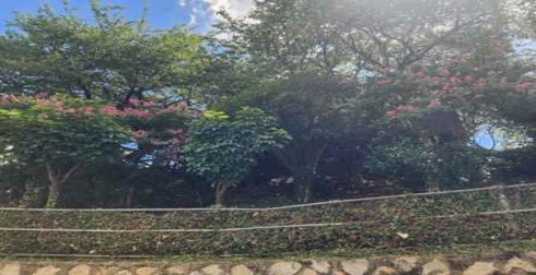 개금동 766-1 예초 및 제초 후