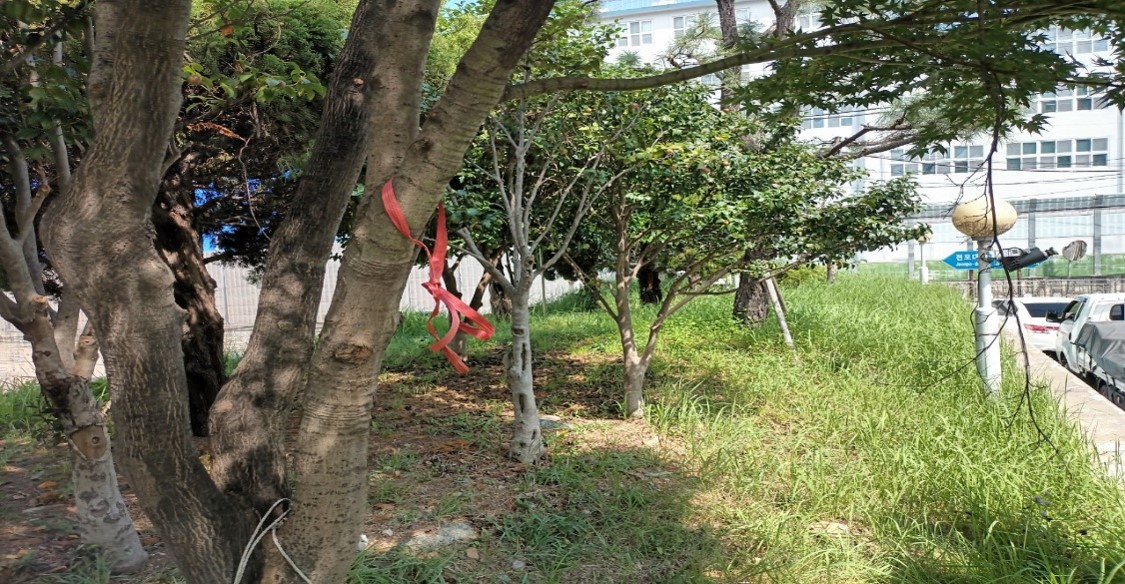 황령터널입구 예초 및 제초 전