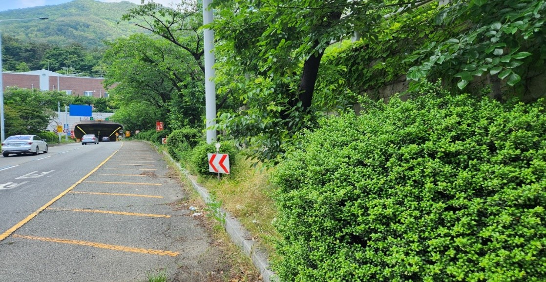 백양터널 예초 및 제초 전