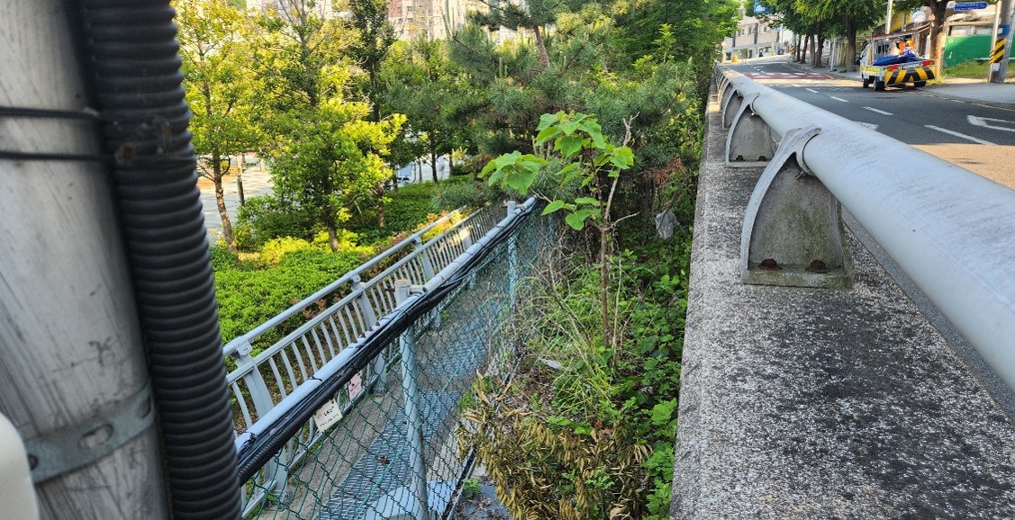 수정터널 예초 및 제초 전