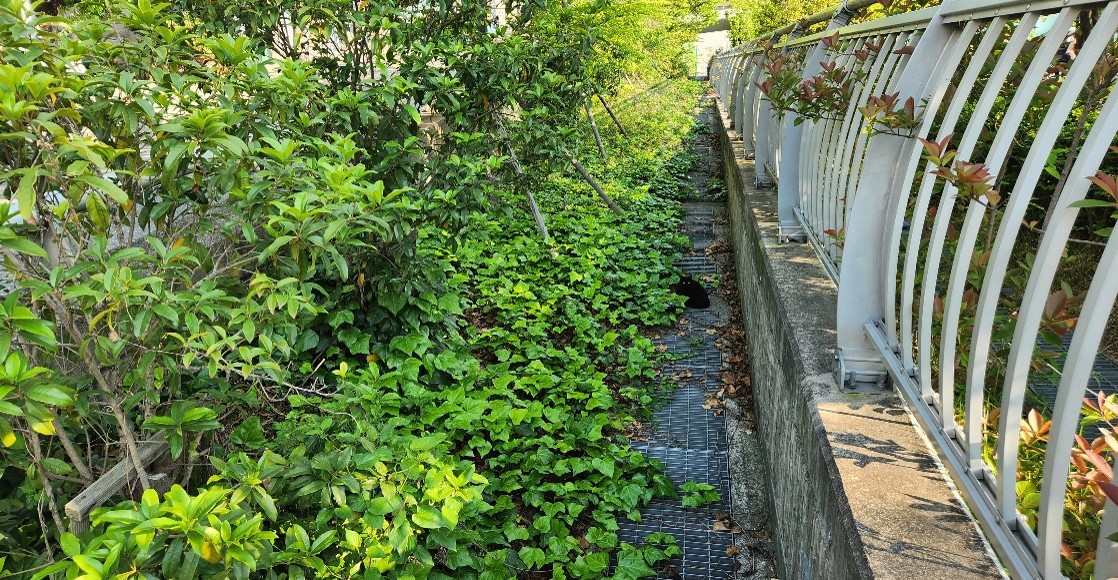 수정터널 예초 및 제초 전1