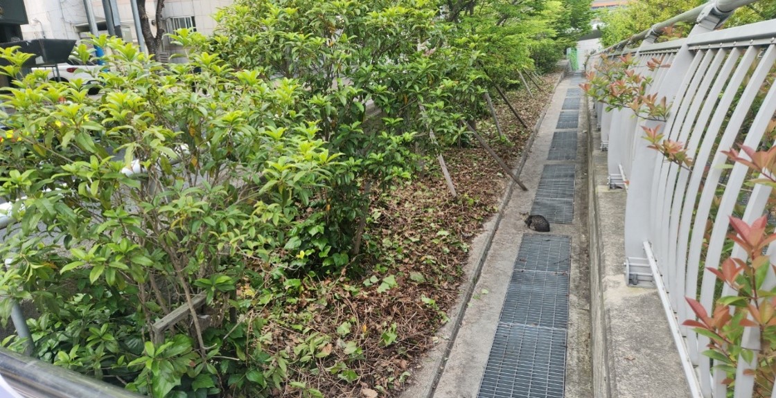 수정터널 예초 및 제초 후1