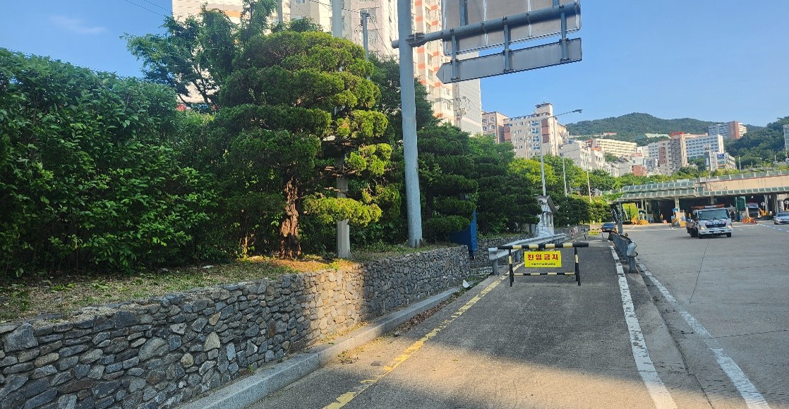 수정터널 가로수 약전정 후