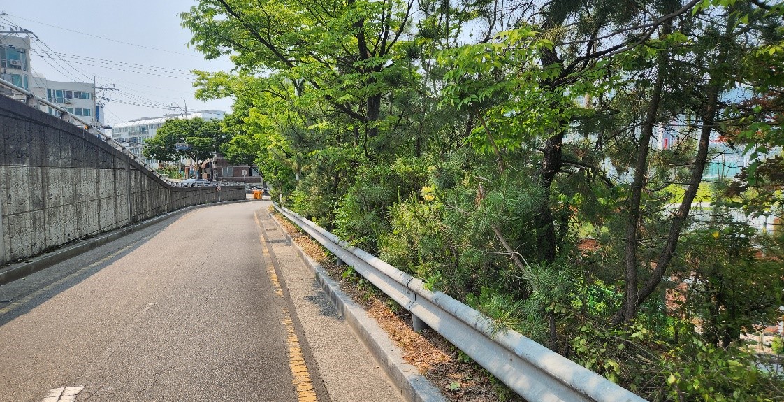 수정터널 가로수 약전정 전1