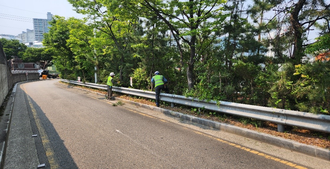 수정터널 가로수 약전정 중1