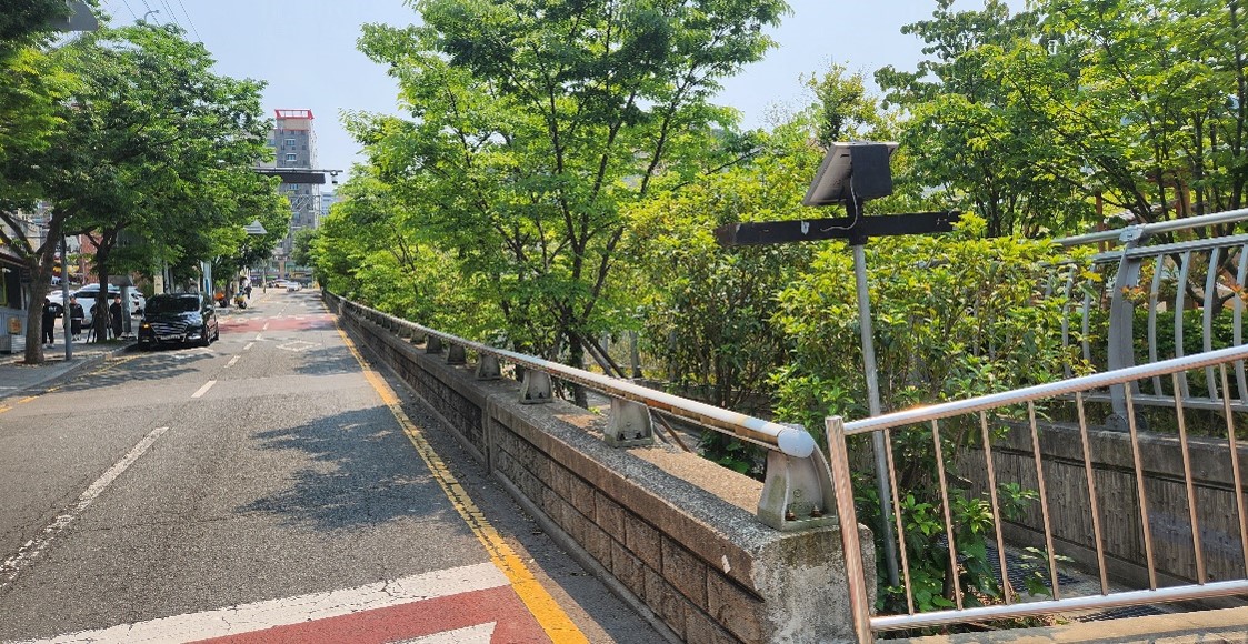 수정터널 가로수 약전정 전2