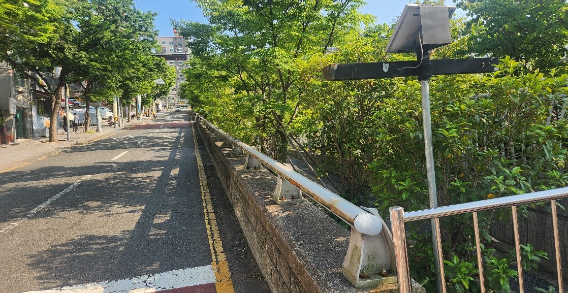 수정터널 가로수 약전정 후2