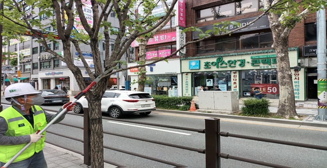 중앙대로 중분대 가로수 약전정 중