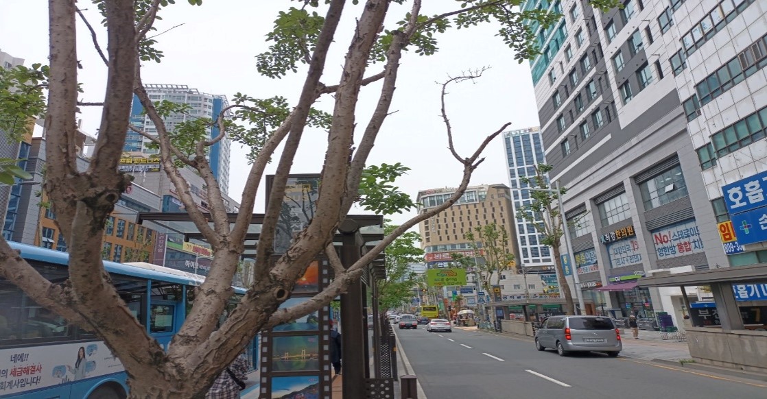 중앙대로 중분대 가로수 약전정 전1