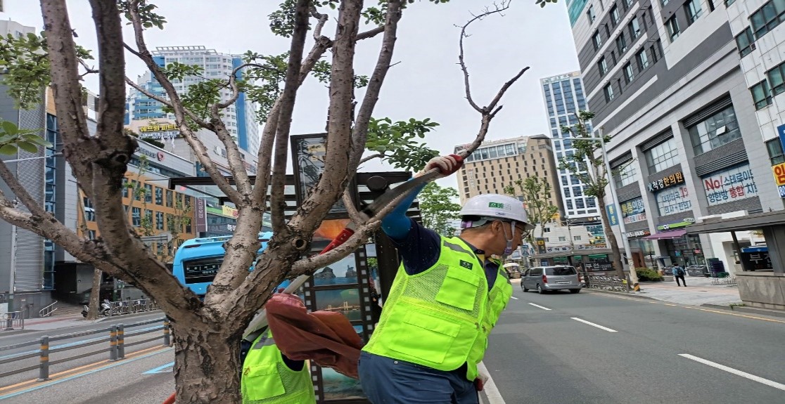 중앙대로 중분대 가로수 약전정 중1