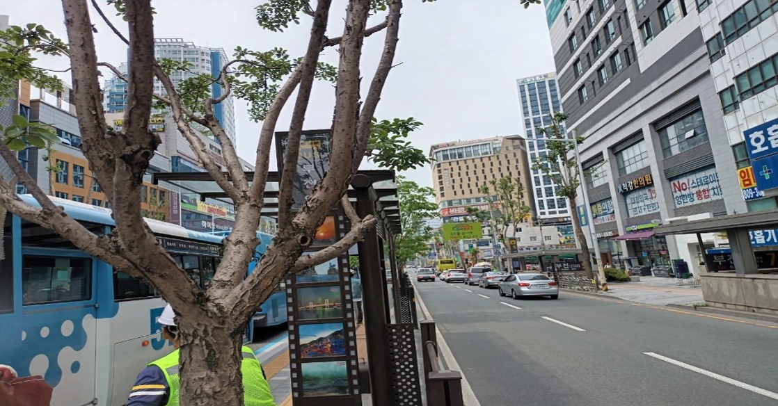 중앙대로 중분대 가로수 약전정 후1