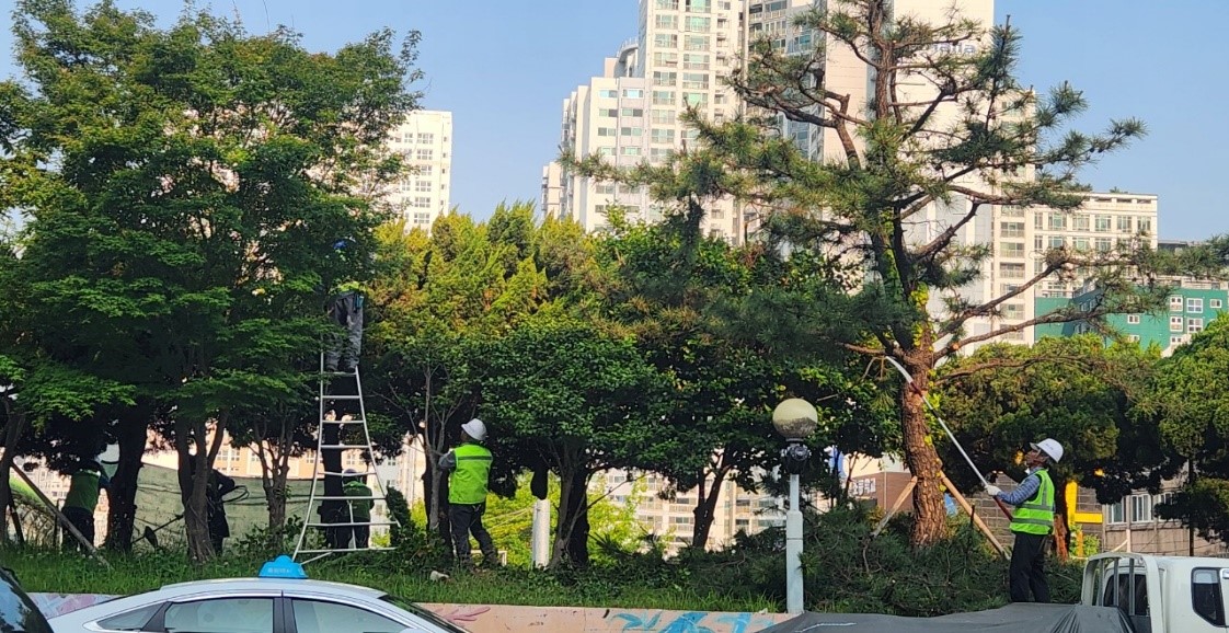 황령터널 회차로 가로수 약전정 중