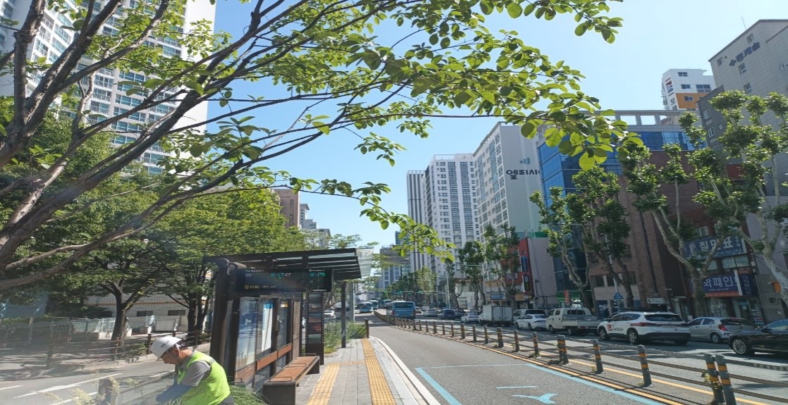 상수도사업본부 가로수 약전정 전