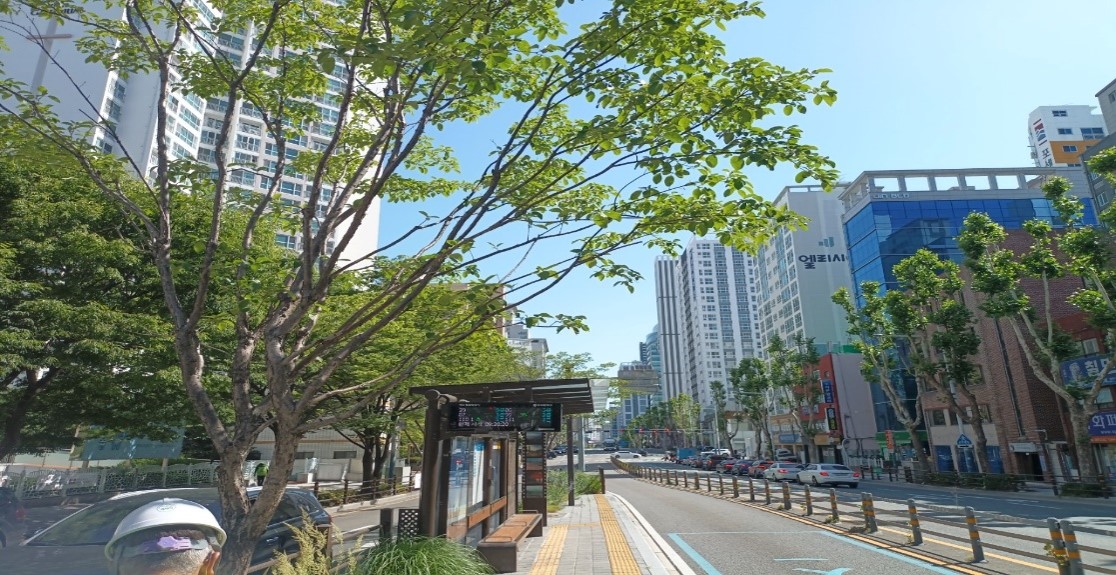 상수도사업본부 가로수 약전정 후