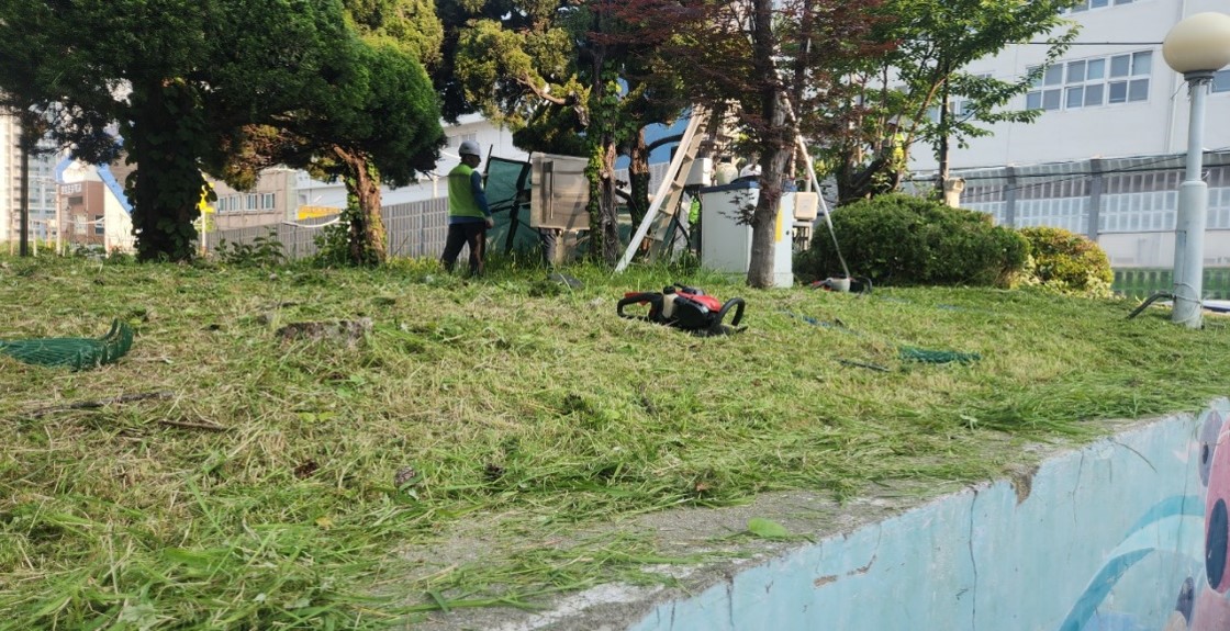 황령터널 회차로 고사목제거 후