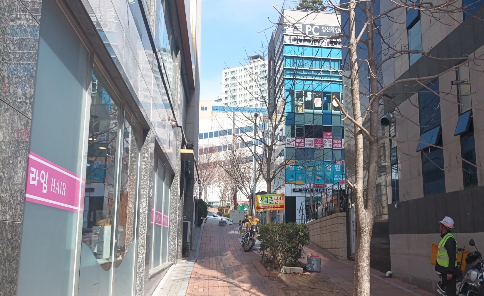 칠엽수 이식전