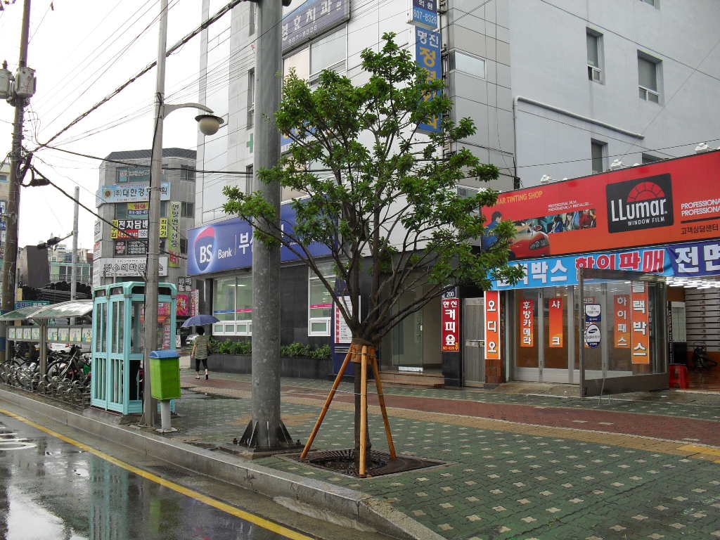 먼나무이식후