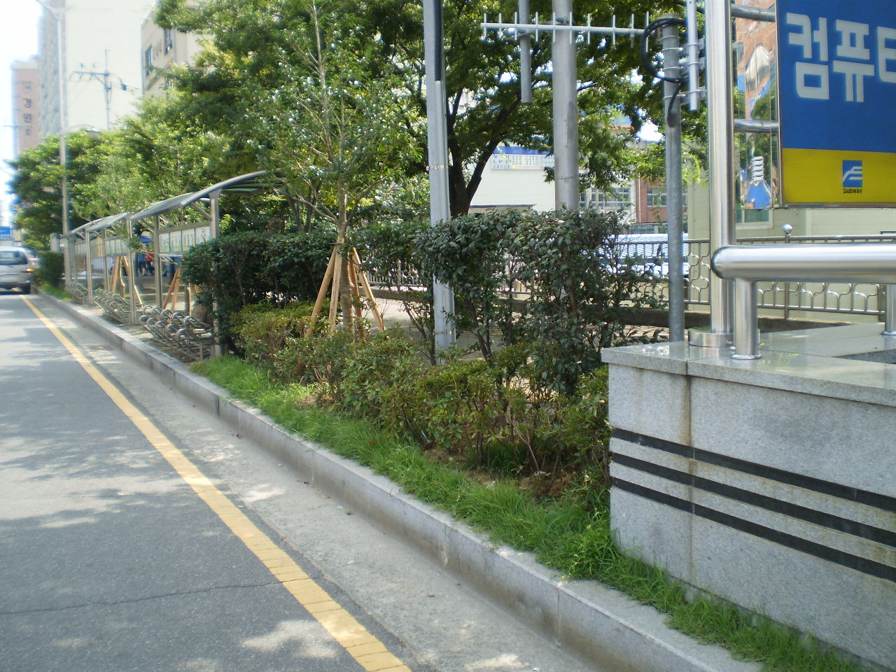 명자나무이식완료1