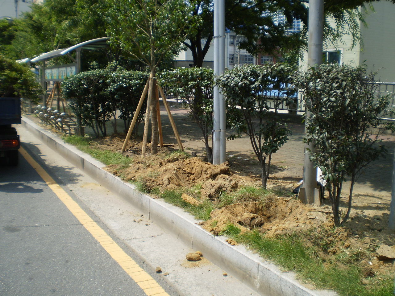 명자나무이식전1