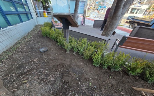 회양목 식재 후