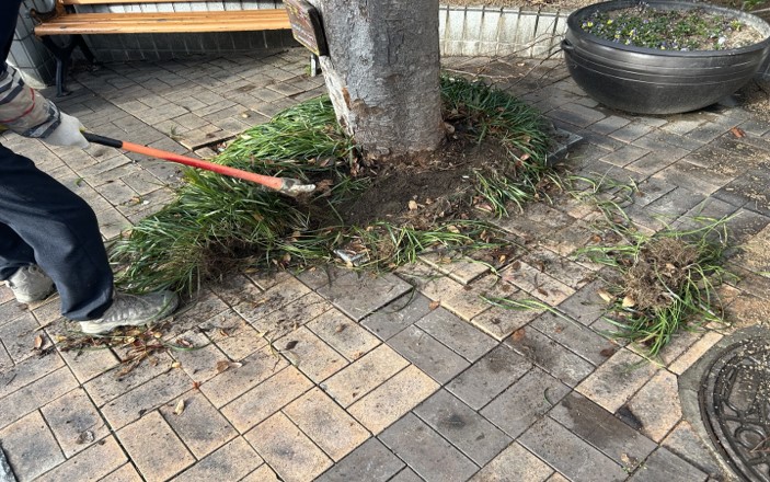 경계석 제거 및 뿌리 제거 중1