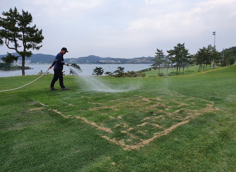 금오·돌산코스 이종잔디 교체 완료9