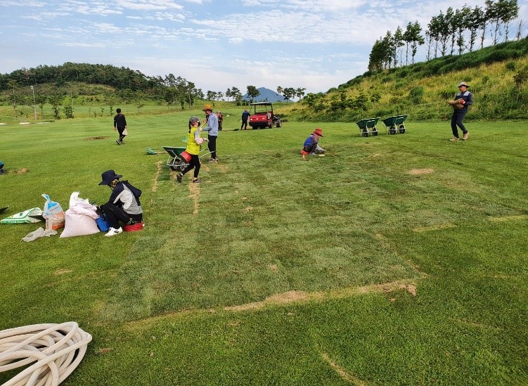 금오·돌산코스 이종잔디 교체 완료10