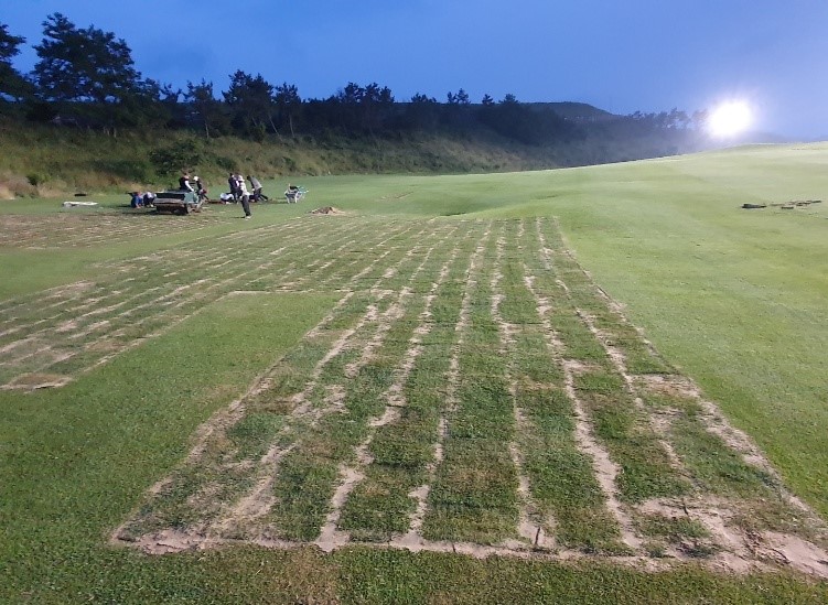 금오·돌산코스 이종잔디 교체 완료20