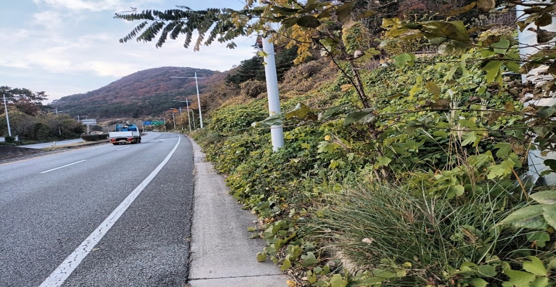 가덕터널진입도로 일원 천성ic 일원 예초 전