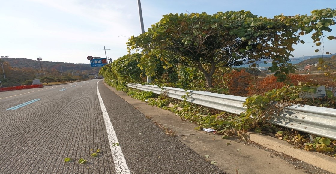 가덕터널진입도로 일원 천성ic 일원 예초 전1