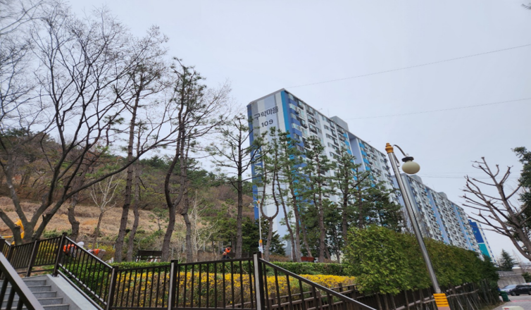 구학공원 해송 작업(후)1