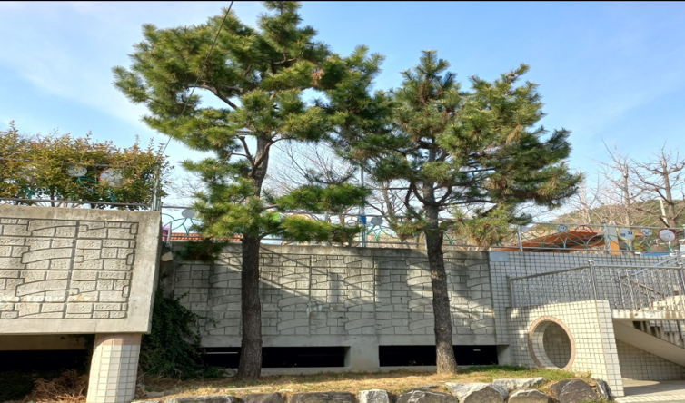 양지2공원 해송 작업(전)