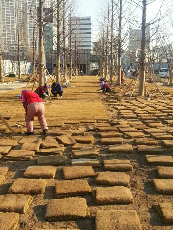 광장5잔디식재