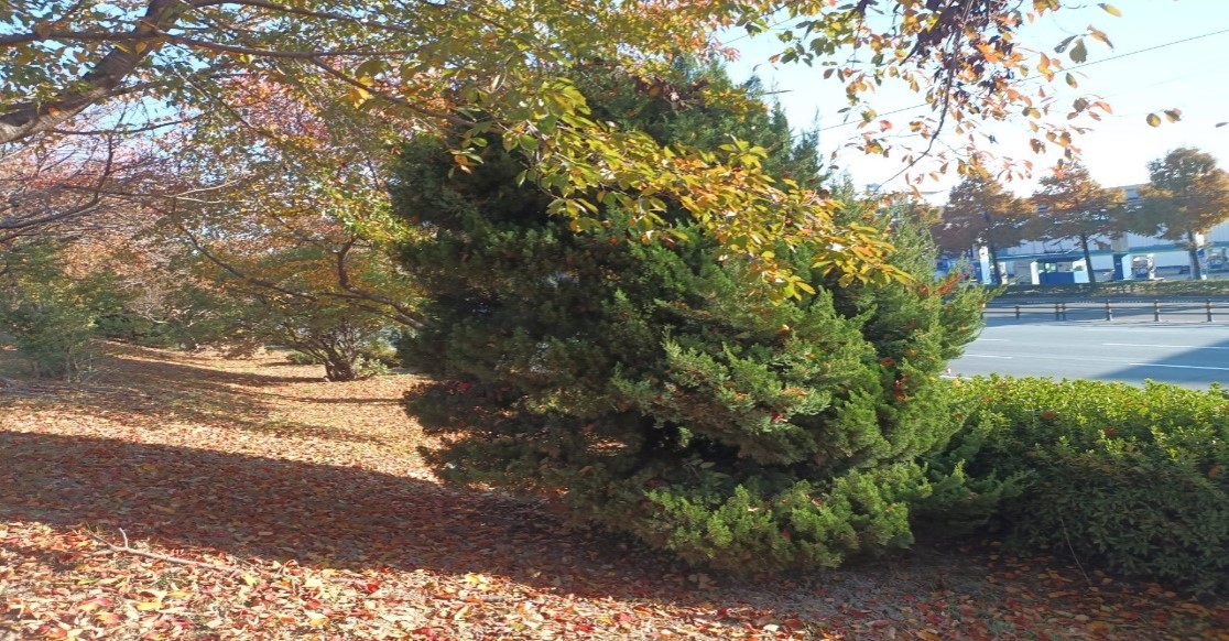 향나무 제거 전
