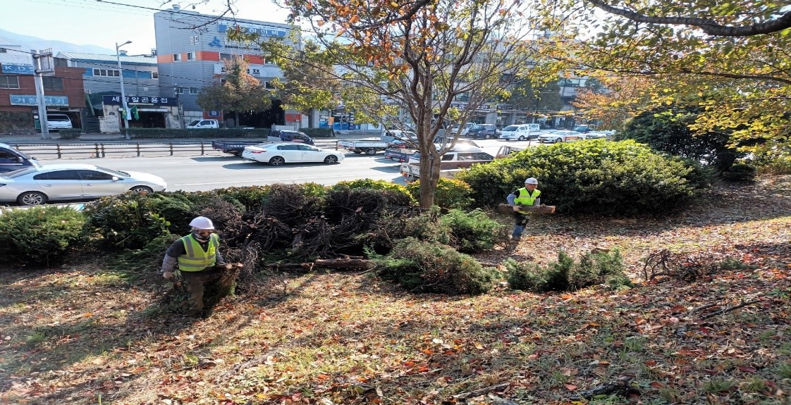 향나무 제거 중