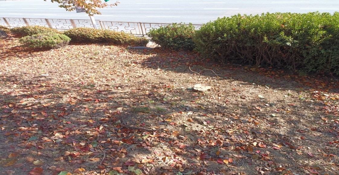 향나무 제거 후