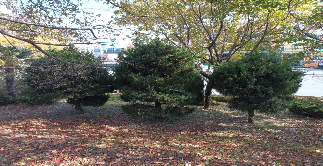 향나무 제거 전1