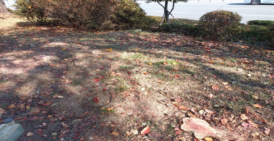 향나무 제거 후1